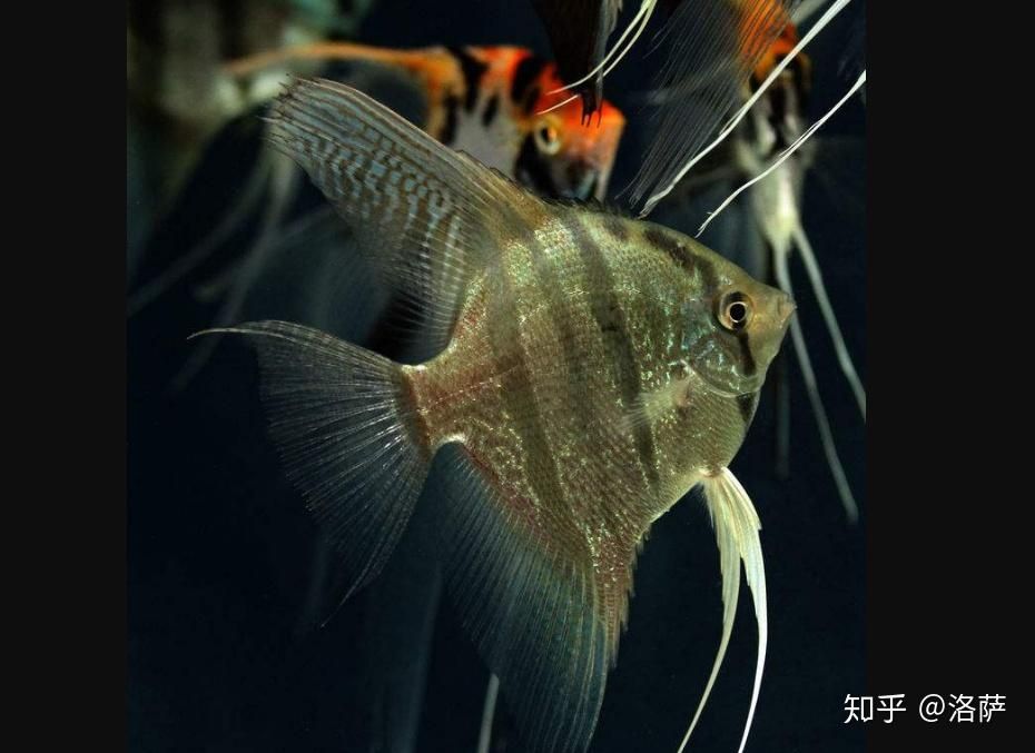 互動的觀賞魚排名（什么樣的觀賞魚互動性比較強？）