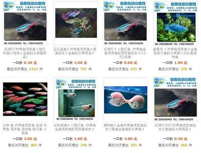 海南水族館觀賞魚批發(fā)價(jià)格多少（全球觀賞魚市場(chǎng)趨勢(shì)全球觀賞魚市場(chǎng)趨勢(shì)不斷變化和發(fā)展） 野彩魚 第3張