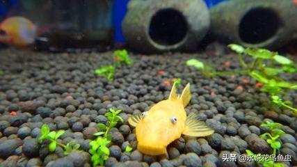 比較有趣的觀賞魚有哪些品種（各種觀賞魚的種類） 白子球鯊魚 第3張