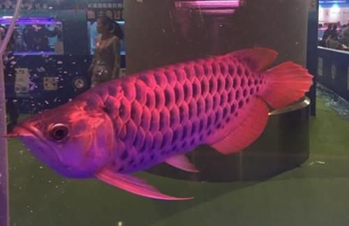 廣州觀賞魚展覽中心（廣州觀賞魚展覽中心位于廣東省廣州市荔灣區(qū)花大道南86號）