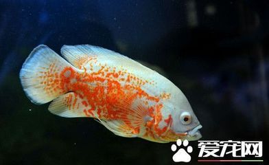 地圖魚(yú)壽命（地圖魚(yú)的壽命可以根據(jù)不同的飼養(yǎng)環(huán)境和飼養(yǎng)方法有所不同） 朱巴利魚(yú)苗 第2張