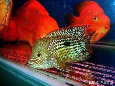 比較溫順的觀賞魚（什么樣的觀賞魚適合混養(yǎng)？） 白化火箭 第4張