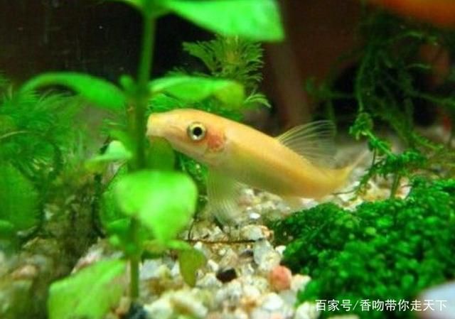 白色大型觀賞魚身上沒有鱗片是什么魚種（無鱗大型觀賞魚掉鱗的原因及處理方法及處理方法） 大白鯊魚苗 第4張