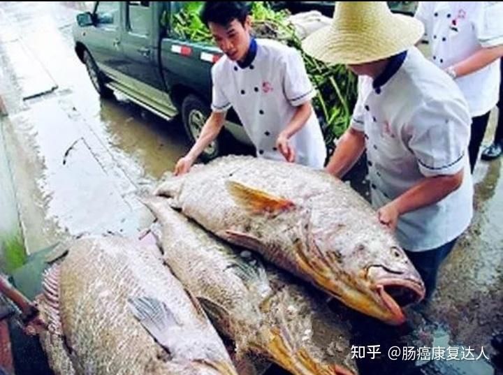 赤嘴魚（赤嘴鳘魚是什么？） 玫瑰銀版魚 第3張