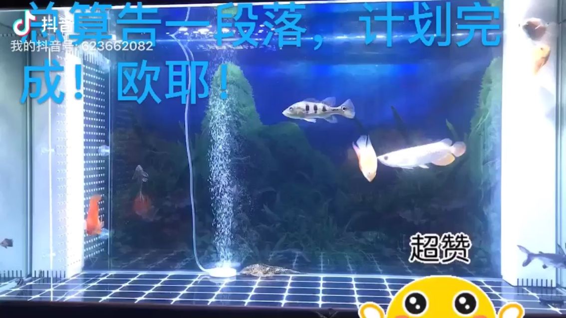 定型完畢（養(yǎng)這些了就養(yǎng)這些了） 觀賞魚論壇