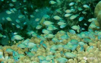 海南海水觀賞魚繁殖方法視頻（關(guān)于海水觀賞魚繁殖方法的問題） 老魚匠 第4張