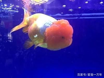 關(guān)于觀賞魚的詩句唯美（中國古典園林中的魚趣）