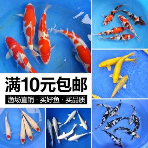 丹頂草金魚（丹頂草金魚是一種受歡迎的觀賞魚，以其頭頂?shù)募t色斑點(diǎn)為特色） 伊罕水族 第3張