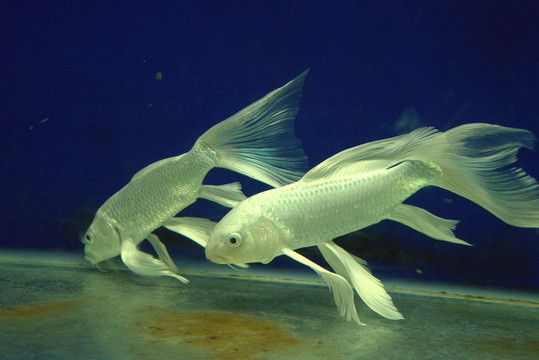 白色大觀賞魚(yú)可以吃嗎（“白色大觀賞魚(yú)可以吃嗎”不建議食用的白色大觀賞魚(yú)） 非洲象鼻魚(yú) 第1張