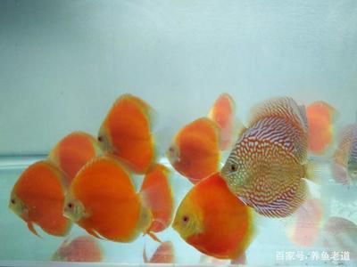 觀賞魚內(nèi)寄癥狀（如何預(yù)防觀賞魚內(nèi)寄） 過濾設(shè)備 第3張