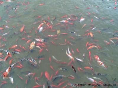 觀賞魚(yú)銷售平臺(tái)有哪些（水族館創(chuàng)業(yè)指南） 申古三間魚(yú) 第1張