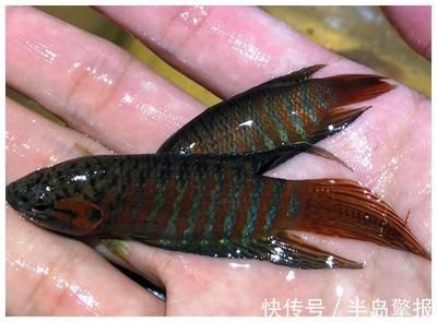 觀賞魚(yú)銷售平臺(tái)有哪些（水族館創(chuàng)業(yè)指南） 申古三間魚(yú) 第4張