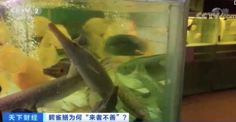 觀賞魚(yú)銷售平臺(tái)有哪些（水族館創(chuàng)業(yè)指南） 申古三間魚(yú) 第3張