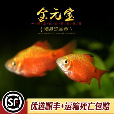 關(guān)于觀賞魚的淘寶好評(píng)怎么寫（如何撰寫有創(chuàng)意的淘寶好評(píng)） 充氧泵 第4張