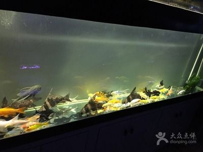 廣州水族維護（亞克力魚缸的保養(yǎng)秘籍） 細線銀版魚 第1張