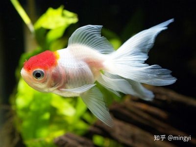 廣州水族維護（亞克力魚缸的保養(yǎng)秘籍） 細線銀版魚 第4張