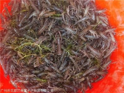 澳洲淡水觀賞魚有哪些品種好養(yǎng)（大型觀賞魚批發(fā)市場拿貨攻略） 黑桃A魚苗 第1張