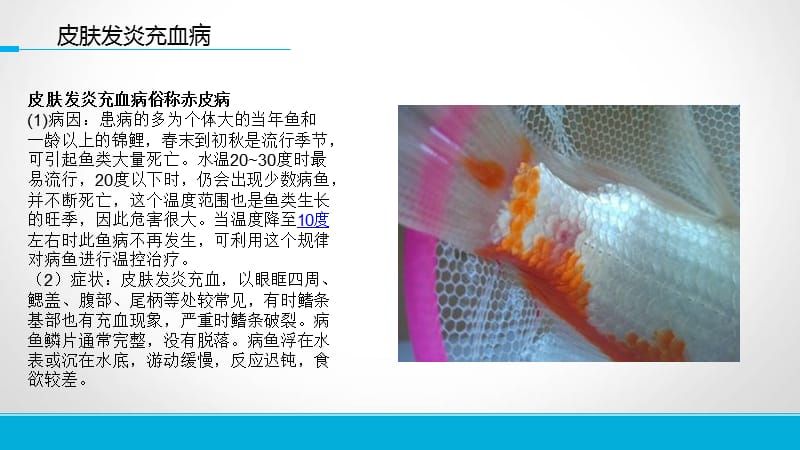 觀賞魚不愛游動(dòng)什么原因（觀賞魚不愛游動(dòng)可能由多種疾病、寄生蟲感染和寄生蟲） 廣州龍魚批發(fā)市場 第3張