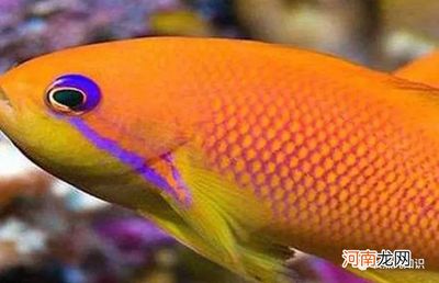 觀賞魚價錢排行（觀賞魚價格排行榜） 祥龍傳奇品牌魚缸 第1張