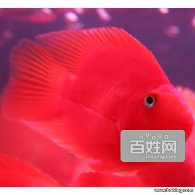 廣州觀賞魚協(xié)會會長是誰?。P(guān)于廣州觀賞魚協(xié)會會長的問題） 黃金河虎魚 第4張