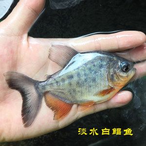 白色的小型觀賞魚(yú)有哪些品種好養(yǎng)的（好養(yǎng)的白色小型觀賞魚(yú)有哪些？） 其它水族用具設(shè)備 第1張