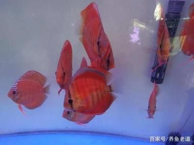 購買觀賞魚苗（如何購買觀賞魚苗）