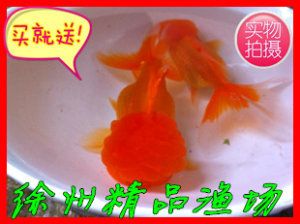 購買觀賞魚苗（如何購買觀賞魚苗） 黃金達(dá)摩魚 第4張