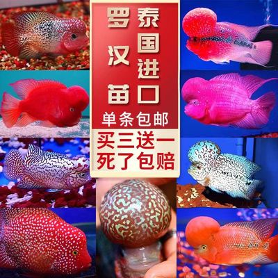 購買觀賞魚苗（如何購買觀賞魚苗）