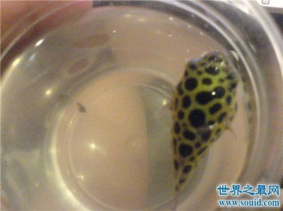 觀賞魚吃了會中毒嗎（觀賞魚的食品安全性） 紅老虎魚 第1張