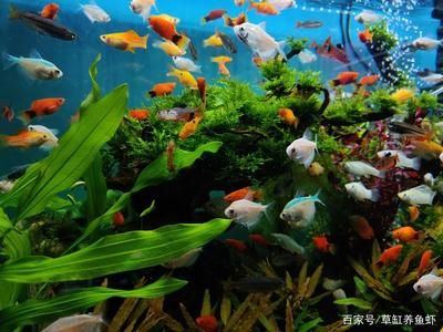 觀賞魚需要什么營(yíng)養(yǎng)（觀賞魚的營(yíng)養(yǎng)與健康） 大嘴鯨魚 第4張