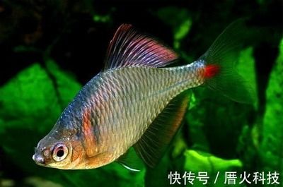 成群結(jié)隊的觀賞魚（成群結(jié)隊的觀賞魚及其特點：紅綠燈、紅綠燈、紅鼻剪刀） 紅頭利魚 第2張