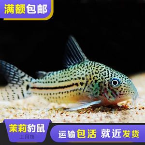 淡水魚觀賞魚（淡水觀賞魚是一種非常美麗且具有觀賞價值的魚類）