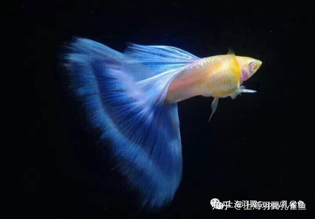 觀賞魚特別活躍的原因（觀賞魚的基因演化） 祥龍水族護(hù)理水 第3張