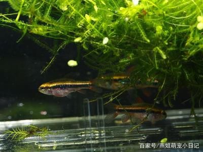 觀賞魚特別活躍的原因（觀賞魚的基因演化） 祥龍水族護(hù)理水 第4張