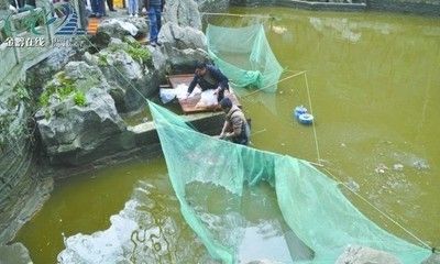 公園的觀賞魚可以釣走嗎視頻（公園釣魚的法律后果） 帝王迷宮魚 第1張