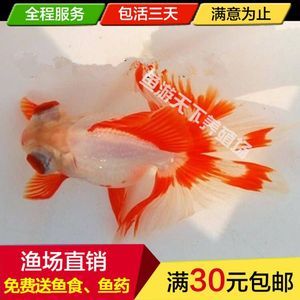 觀賞魚的魚食屬于飼料嗎（觀賞魚飼料的科學(xué)配比） 月光鴨嘴魚 第1張