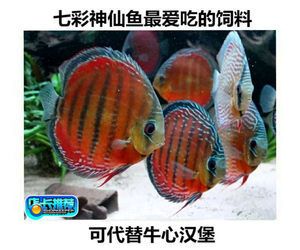 觀賞魚的魚食屬于飼料嗎（觀賞魚飼料的科學(xué)配比） 月光鴨嘴魚 第2張