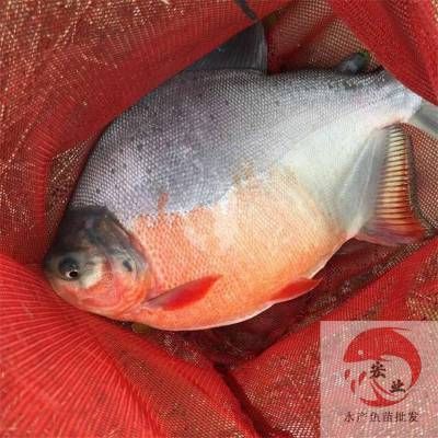 紅鯧魚(yú)（紅鯧魚(yú)是一種什么樣的魚(yú)類(lèi)？）