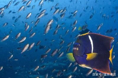 觀賞魚海魚怎么養(yǎng)殖（海水觀賞魚的養(yǎng)殖技術(shù)） 觀賞龜/鱉飼料 第3張