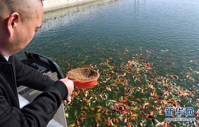 觀賞魚產(chǎn)業(yè)鏈（國際合作觀賞魚產(chǎn)業(yè)的發(fā)展趨勢） 元寶鯽 第3張