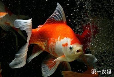 好看又好養(yǎng)的觀賞魚（斑馬神仙觀賞魚飼養(yǎng)起來相對簡單說下特征:斑馬神仙）