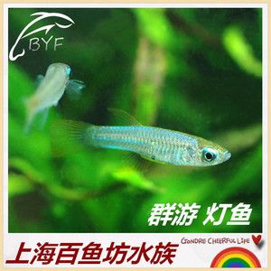 觀賞魚(yú)商城（如果你想購(gòu)買(mǎi)觀賞魚(yú)） 鐵甲武士 第4張