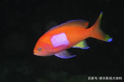 大海觀賞魚（快速訪問(wèn)，如何養(yǎng)好溫帶淡水觀賞魚） 綠皮皇冠豹魚 第1張