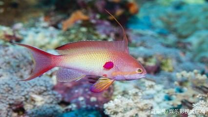 大海觀賞魚（快速訪問(wèn)，如何養(yǎng)好溫帶淡水觀賞魚） 綠皮皇冠豹魚 第3張