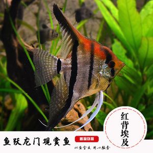 觀賞魚的魚鰭不打開（觀賞魚魚鰭不打開可能由多種原因引起的原因及其解決辦法） 印尼虎苗 第2張