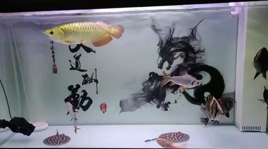 魚缸重新恢復(fù)活力（右邊的母魚回來就不好動(dòng)，三天了沒開口，如何是好） 觀賞魚論壇