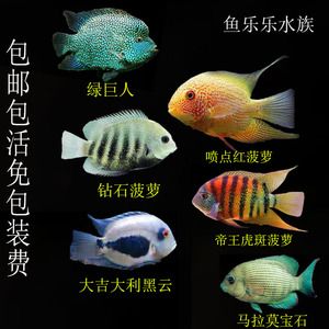 大吉大利黑云魚（大吉大利黑云魚的特征和飼養(yǎng)方法）