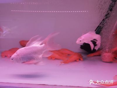 花卉觀賞魚市場怎么樣啊現(xiàn)在價格（南?；ɑ苡^賞魚市場的發(fā)展趨勢隨著全球化的發(fā)展趨勢） 魚缸風(fēng)水 第3張