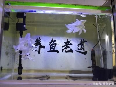 蝴蝶鯉的最佳飼養(yǎng)方法（蝴蝶鯉是一種美麗的觀賞魚(yú)）