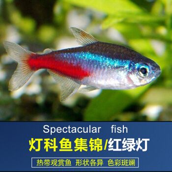 觀賞魚(yú)淡水 燈魚(yú)（燈魚(yú)是一種常見(jiàn)的淡水觀賞魚(yú),觀賞魚(yú)是一種常見(jiàn)的淡水觀賞魚(yú)） 月光鴨嘴魚(yú)苗 第2張